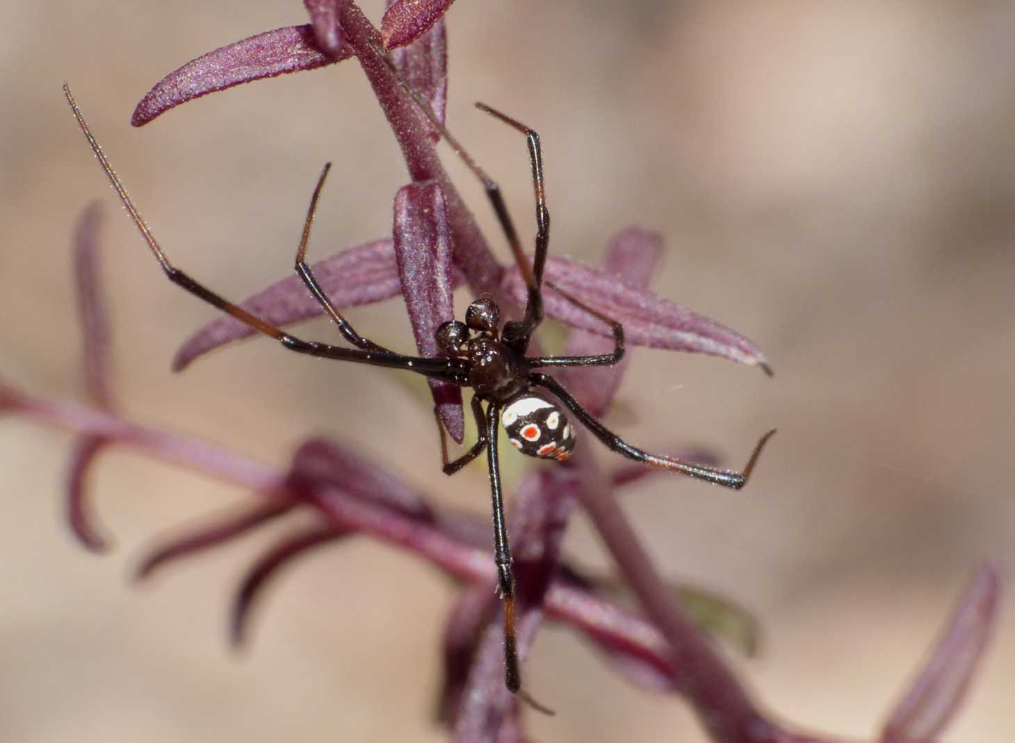 Latrodectus tredecimguttatus: maschi scapoli e ammogliati